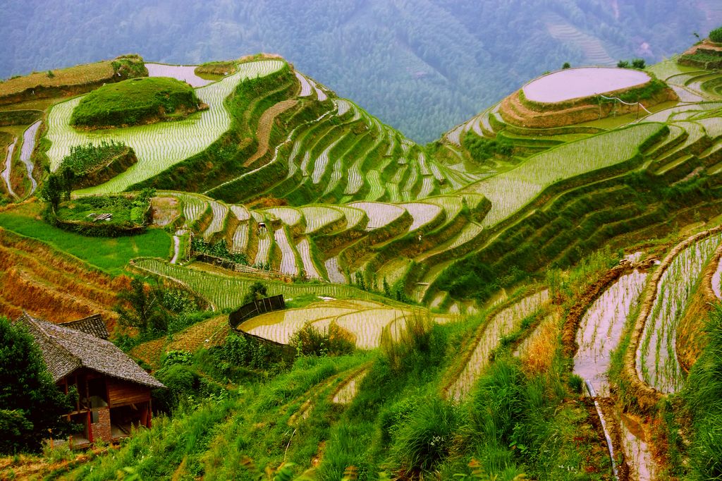 Terraced rice fields cascade down a hillside, part of the South-North Water Transfer Project, displaying a patchwork of flooded paddies that reflect the overcast sky above, with a traditional house tucked amid the greenery.
